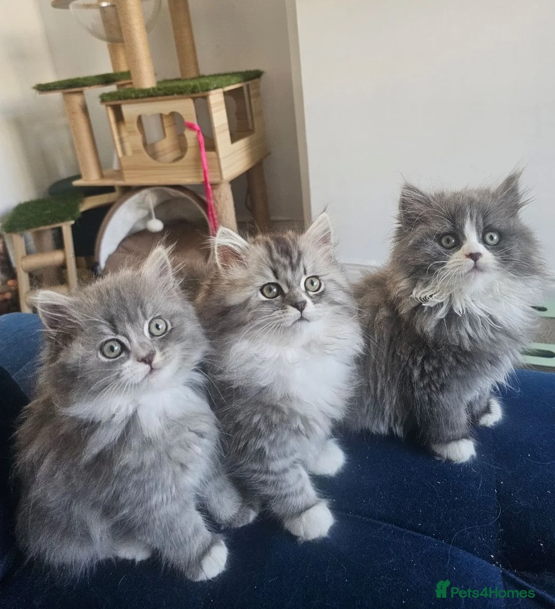 British Longhair cats for sale: 2 girls 1 boy British longhair mix - Advert 1
