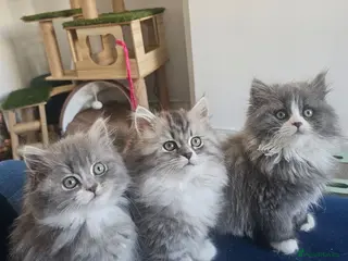 British Longhair cats 2 girls 1 boy British longhair mix - Advert 12