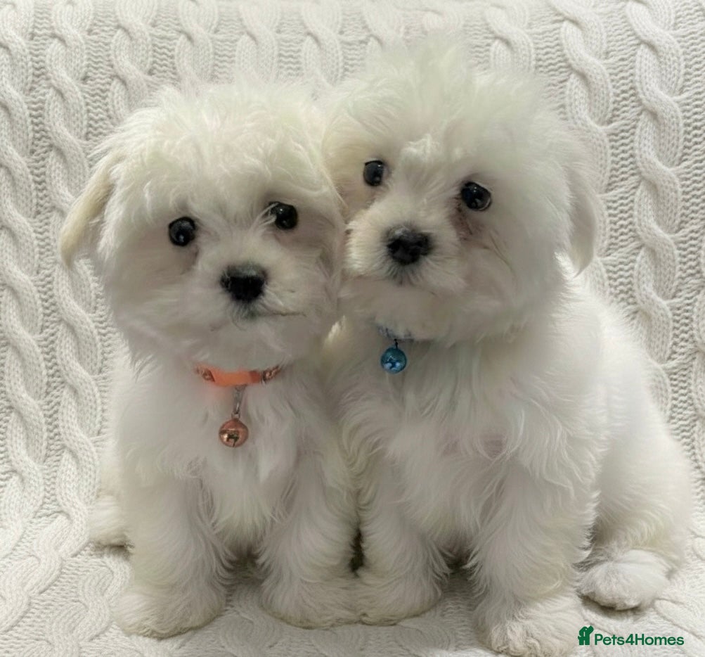 Maltese dogs Maltese puppies  - Advert 4