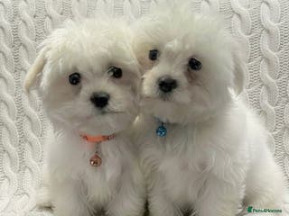 Maltese dogs Maltese puppies - Advert 4
