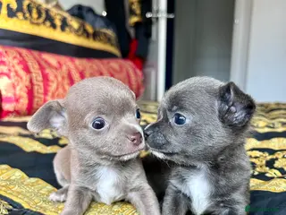 Chihuahua dogs 1 blue 1 lilac girl available KC viewings welcome - Advert 11
