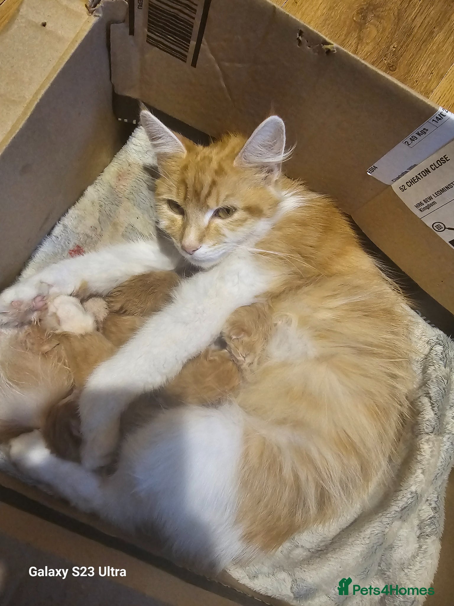 Mixed Breed cats 5 beautiful ginger babies - Advert 4