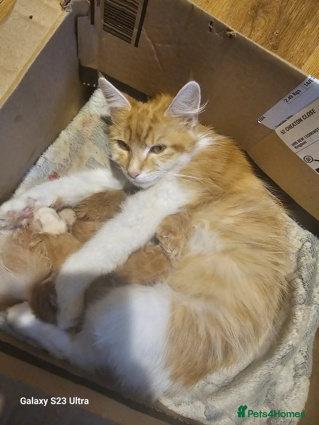 Mixed Breed cats for sale: 5 beautiful ginger babies - Advert 1