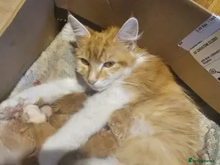 Mixed Breed cats 5 beautiful ginger babies - Advert 4