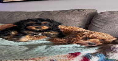 Cavapoo dogs - Advert 4