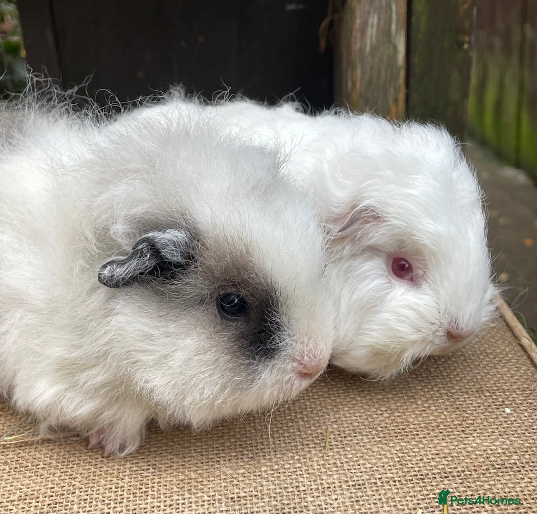 Guinea Pig rodents for sale: Sweet baby boys  - Advert 2
