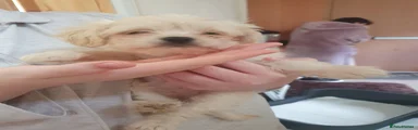 Chipoo 2