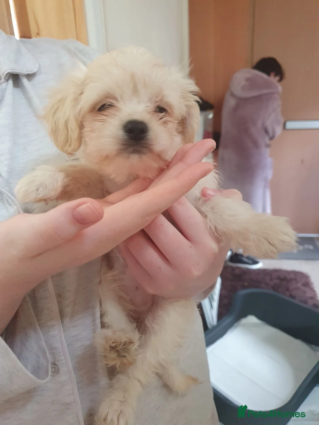 Chipoo dogs for sale: Adorable chihpoo puppies.  - Advert 30