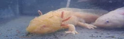 Axolotl reptiles for sale: Baby axolotls - Advert 22