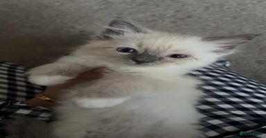 Ragdoll cats - Advert 2