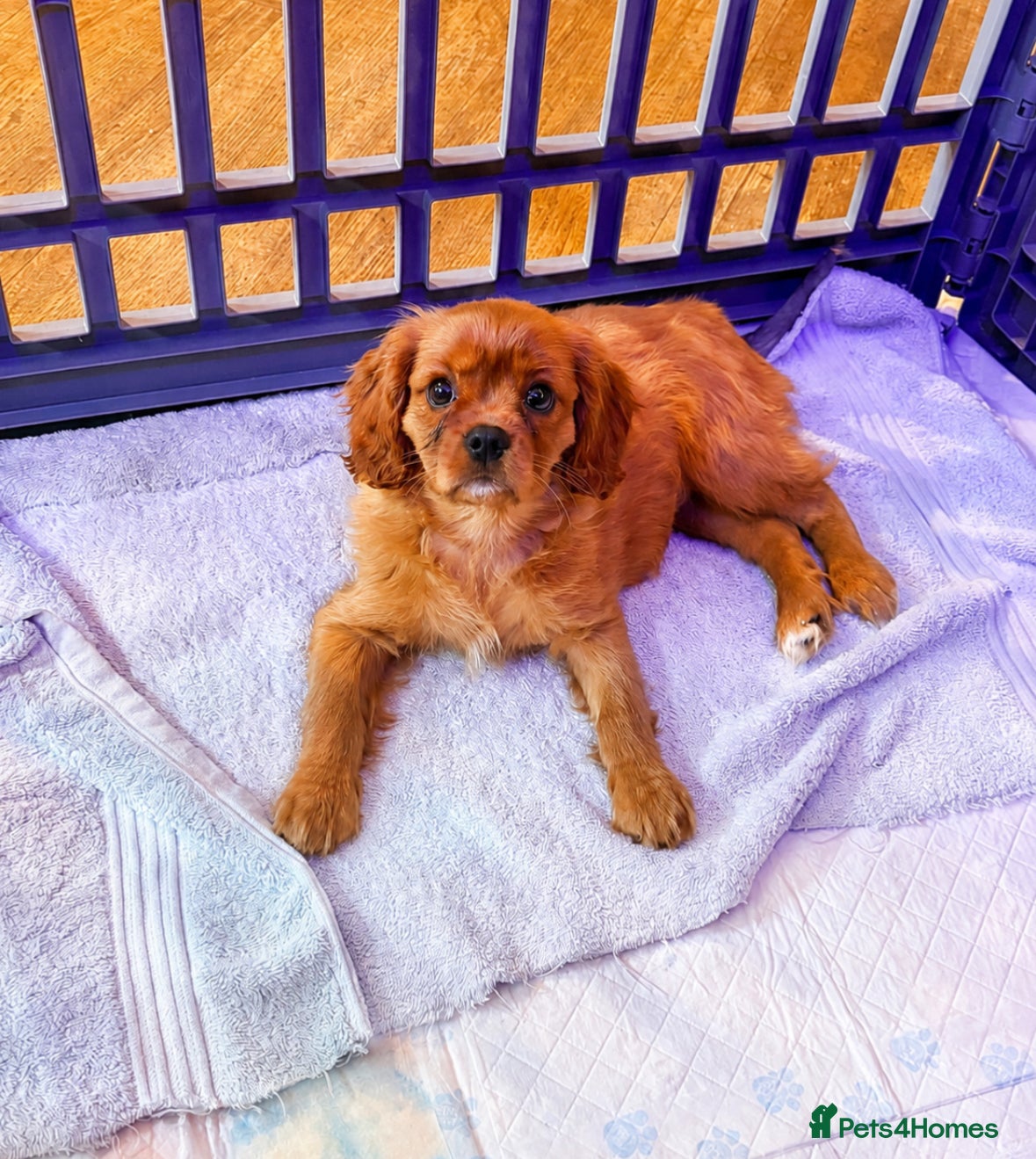 Cavalier King Charles Spaniel dogs Kc reg fully dna tested ruby cavalier girl - Advert 2