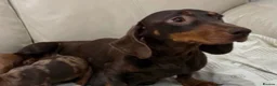Miniature Dachshund dogs for sale: Miniature dachshund puppies  in Darlington - Advert 2