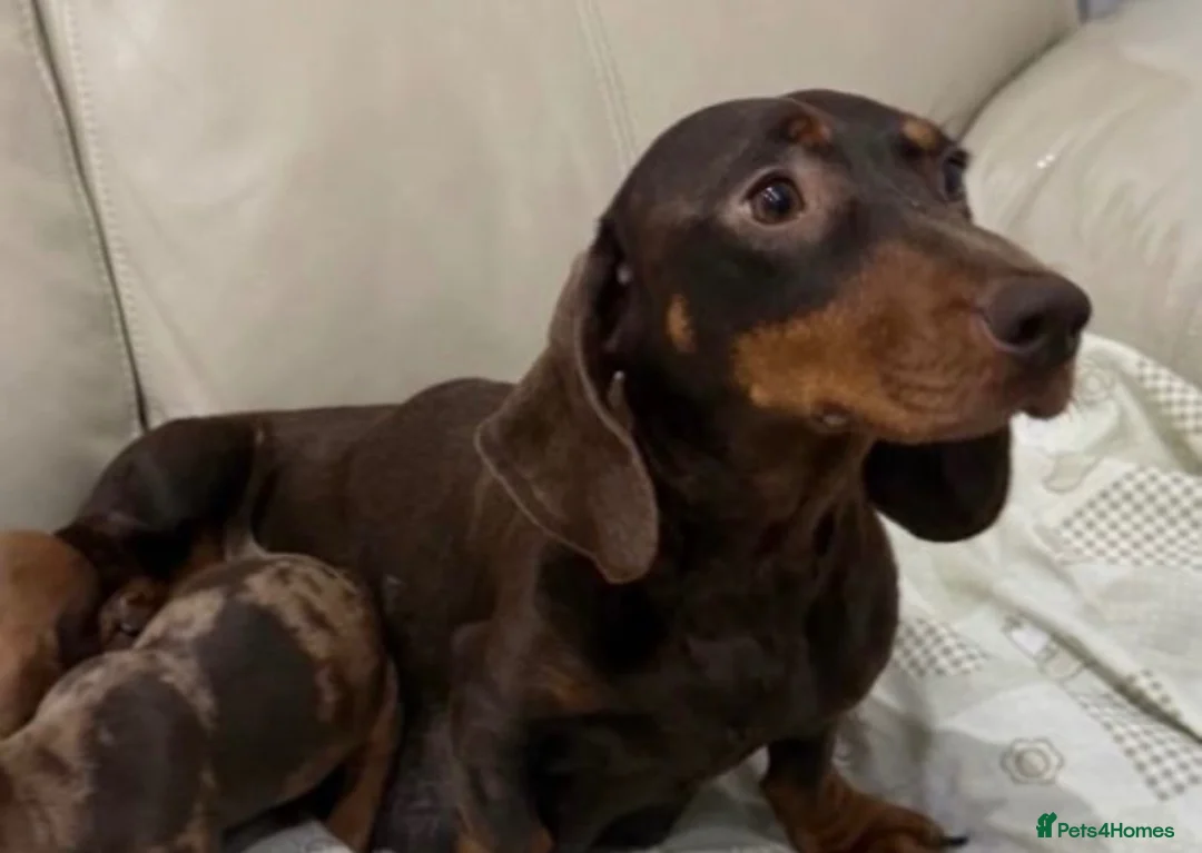 Miniature Dachshund dogs for sale: Miniature dachshund puppies  in Darlington - Advert 2