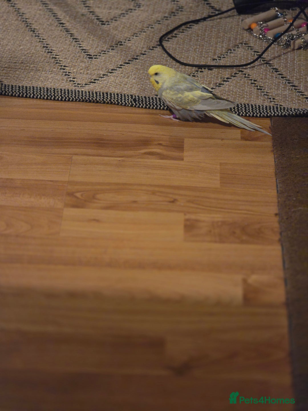 Budgerigars birds for sale: Budgerigar - Advert 4