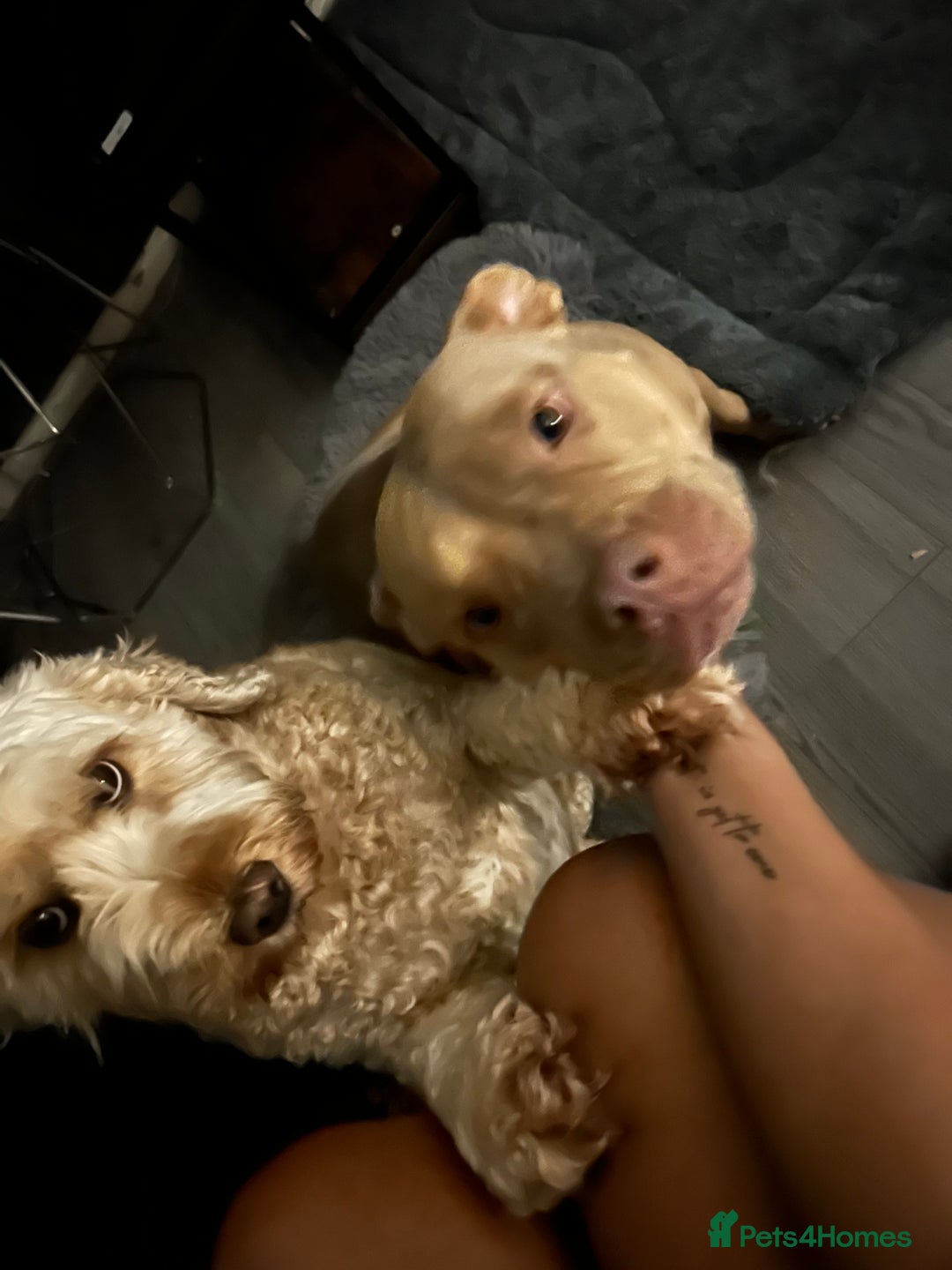Mini Goldendoodle dogs for sale: Home Needed for Our Dogs a doodle and bully  - Image 4