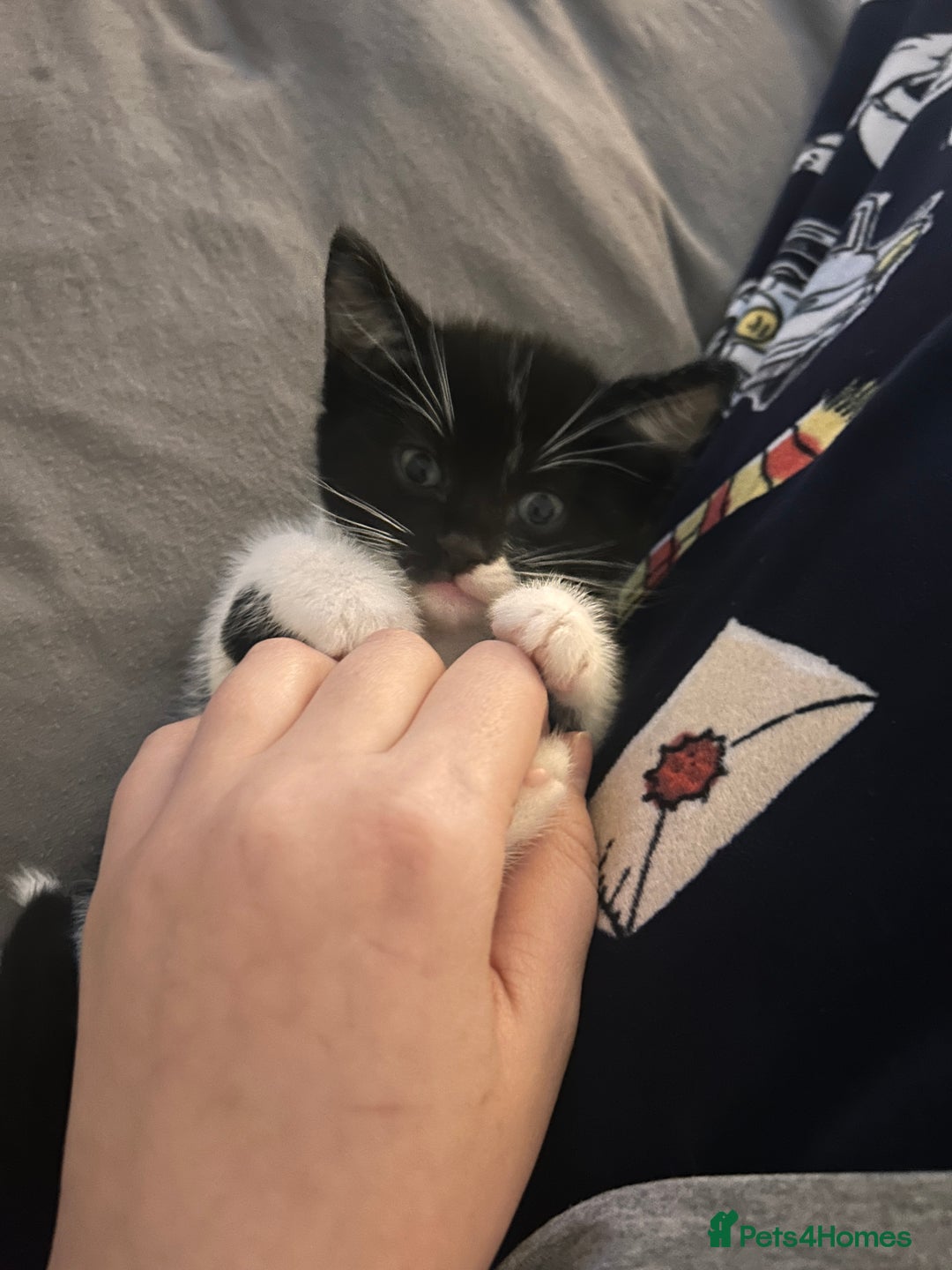 Mixed Breed cats for sale: Bonded Pair of Male Kittens - Must Go Together - Advert 17