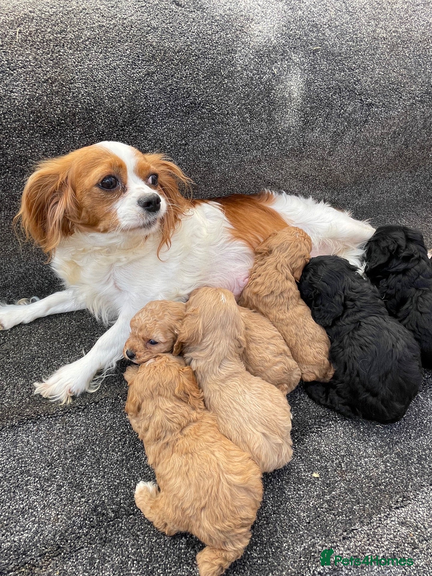 Cavapoo dogs F1 Cavapoo puppy’s  - Advert 3
