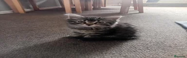 Domestic Shorthair 3 possibly long haired 