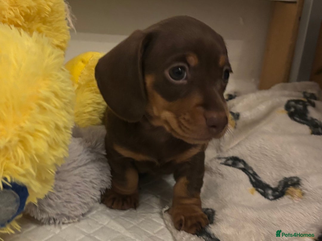 Miniature Dachshund dogs for sale: KC Registered Miniature Dachshund Puppies For Sale - Image 4