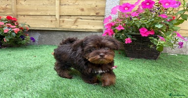 Miniature Schnauzer dogs - Advert 5