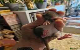 Rat rodents for sale: 6 beautiful Female Rats - Image 3