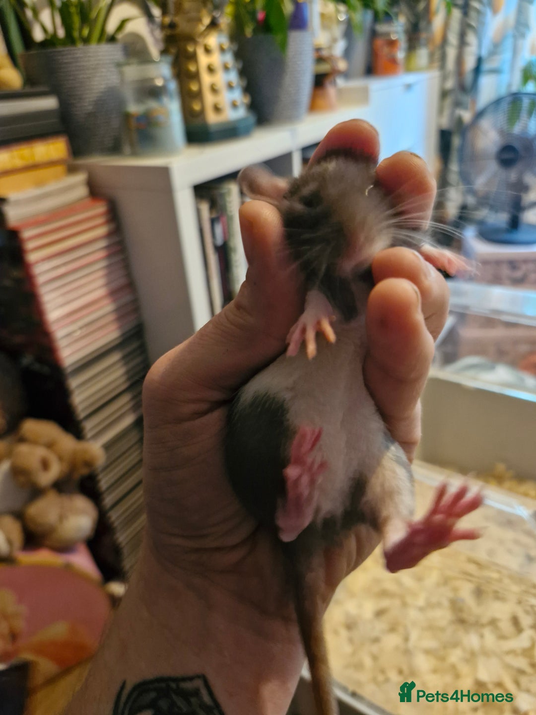 Rat rodents for sale: 6 beautiful Female Rats - Image 3