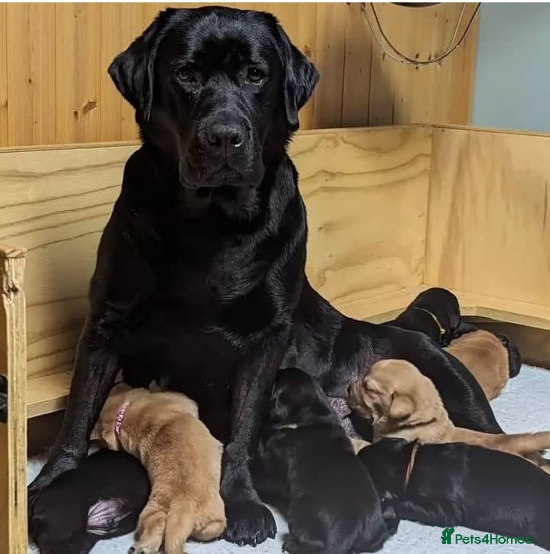 Labrador Retriever dogs for sale: **Outstanding KC reg Labradors puppies - Image 9