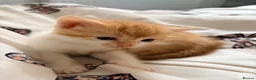 Domestic Shorthair cats for sale: 3 ginger and white boy kittens  in Cumnock - Advert 14