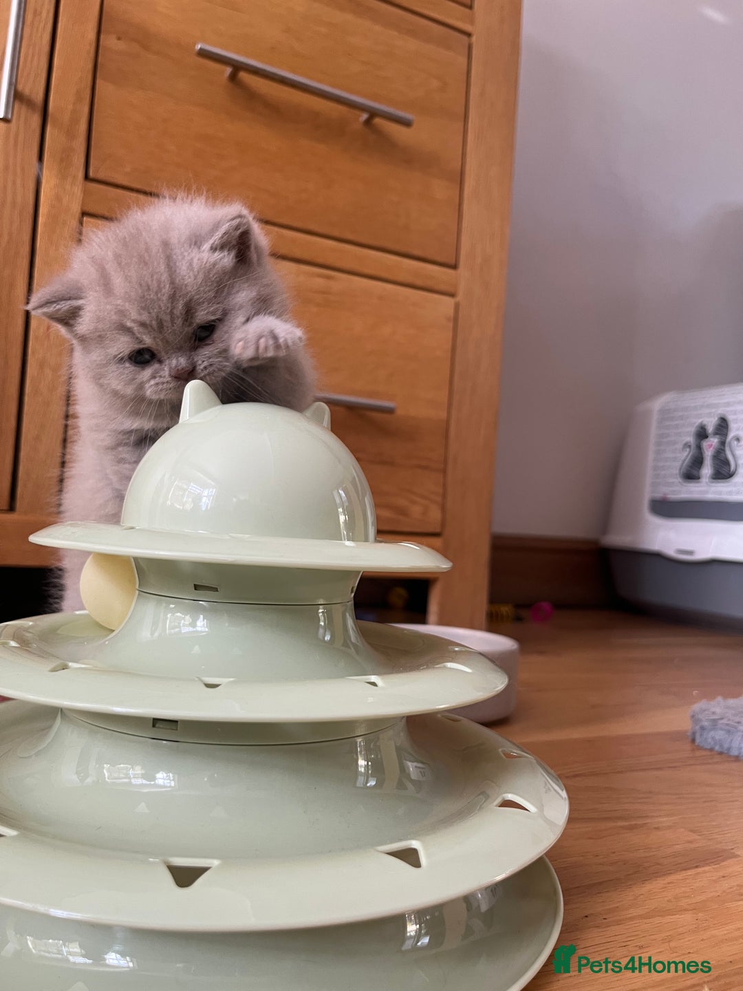 British Shorthair cats for sale: British Short Hair kittens x2 boys left  - Image 17