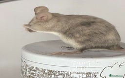 Mouse rodents for sale: Fancy mouse waiting list in Milton Keynes - Image 4