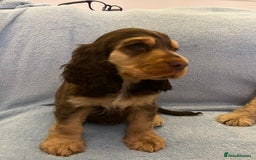 Cocker Spaniel dogs for sale: ADORABLE KC REG SHOW TYPE COCKER SPANIEL PUPPIES - Image 32