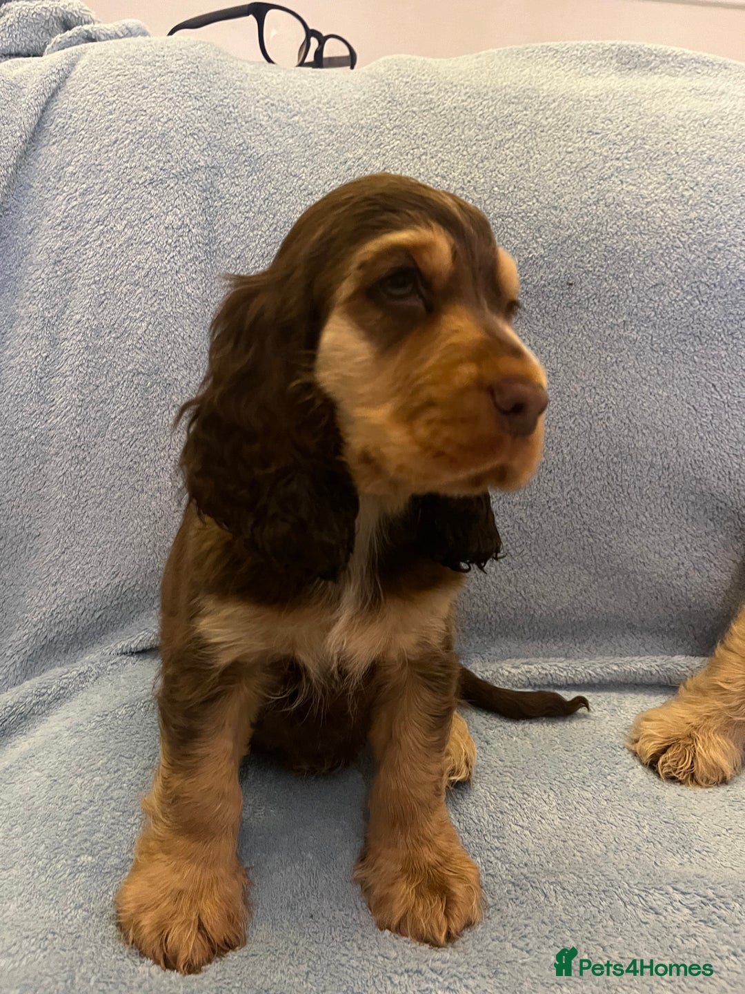 Cocker Spaniel dogs for sale: ADORABLE KC REG SHOW TYPE COCKER SPANIEL PUPPIES - Image 32