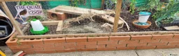 Quail poultry for sale: Coturnix quail chics - Advert 3