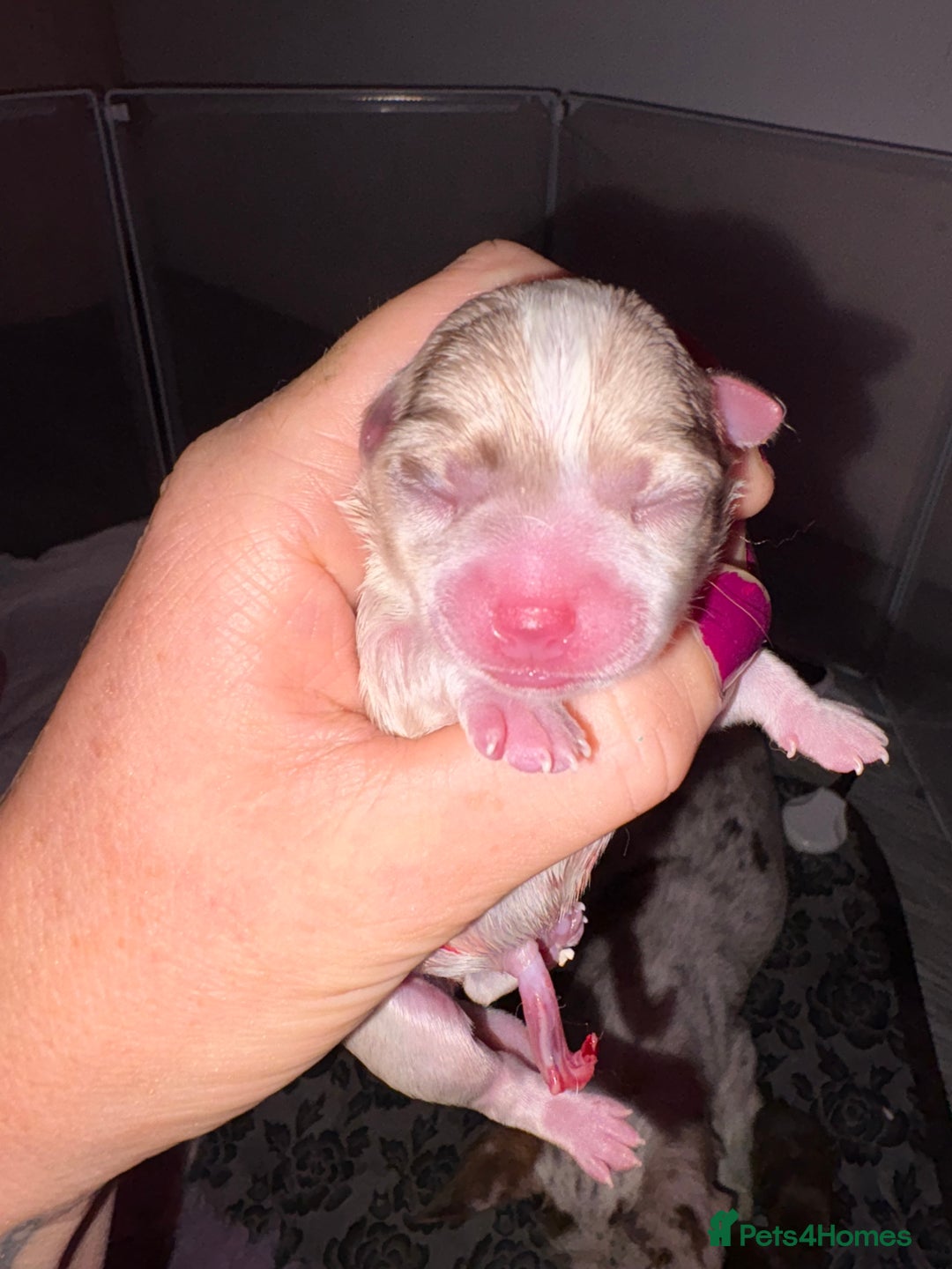 Chihuahua dogs for sale: 🐶 xxs Stunning pure chihuahua pups 🐶 - Image 4