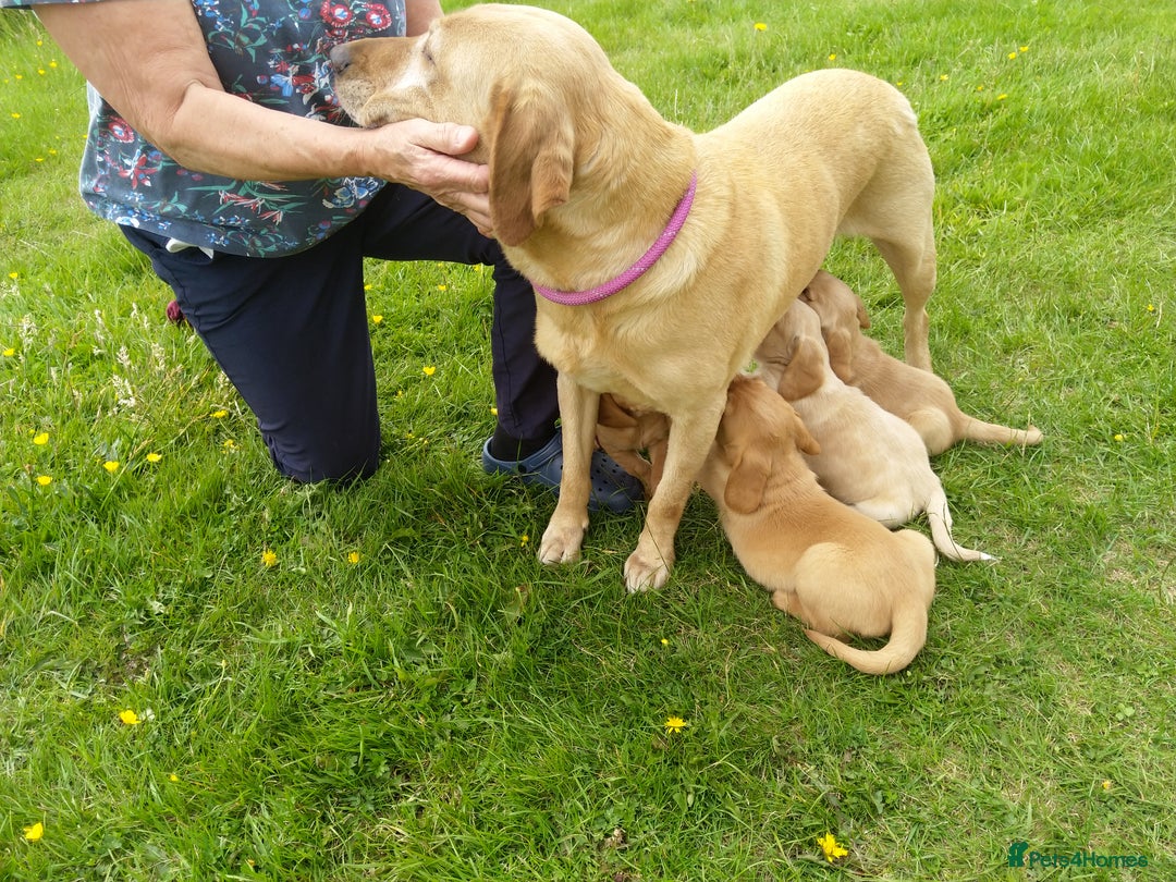 Cockerdor dogs for sale: Beautiful Cockador male puppy - Image 8