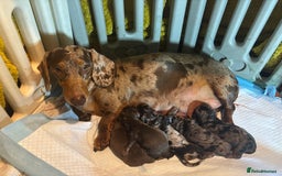 Miniature Dachshund dogs for sale: Stunning litter of miniature dachshunds - Image 3