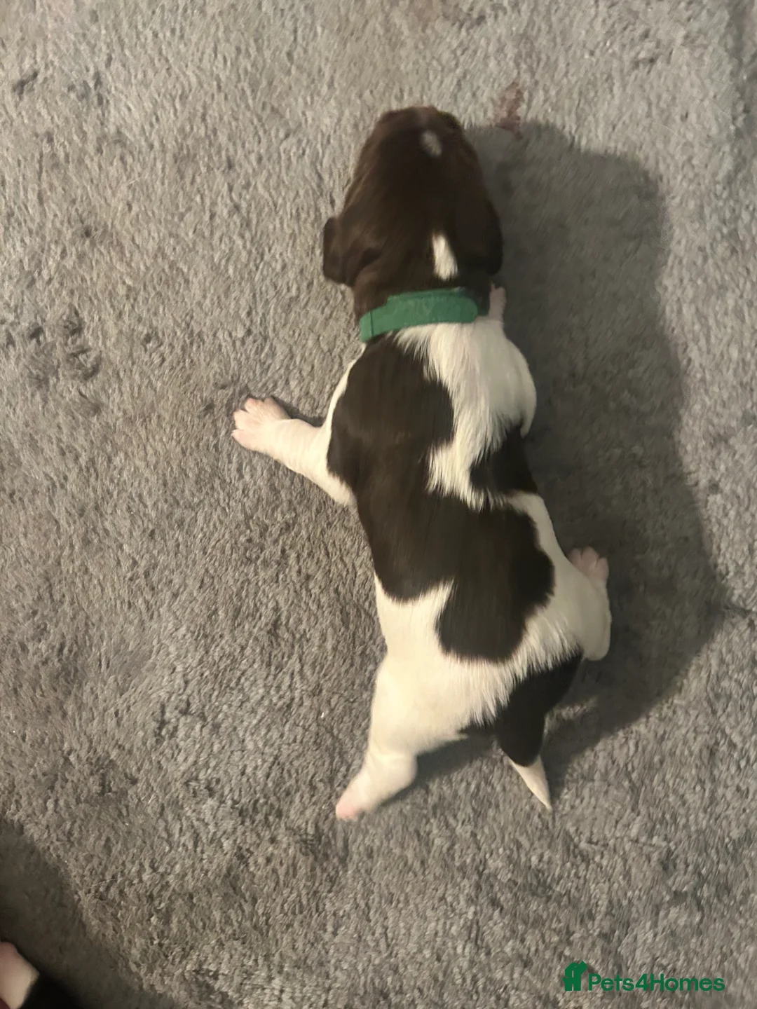 Sprollie dogs for sale: Beautiful litter of sprollies - Advert 3