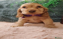 Cocker Spaniel dogs for sale: 🔥LAST TWO BOYS LEFT!🔥 KC SHOW COCKER SPANIEL  - Image 16