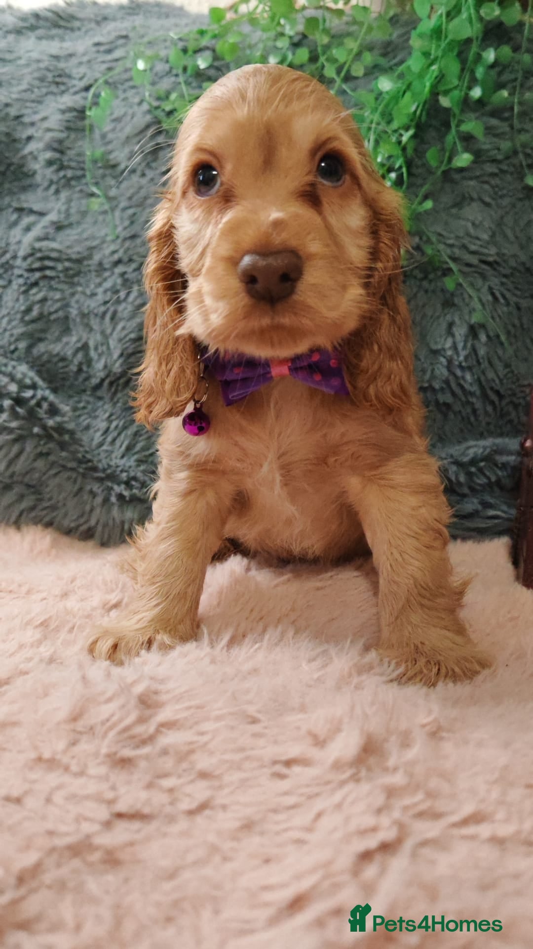 Cocker Spaniel dogs for sale: 🔥LAST TWO BOYS LEFT!🔥 KC SHOW COCKER SPANIEL  - Image 16
