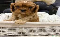 Cavalier King Charles Spaniel dogs for sale: ONE RUBY BOY LEFT Cavalier King Charles  - Image 16
