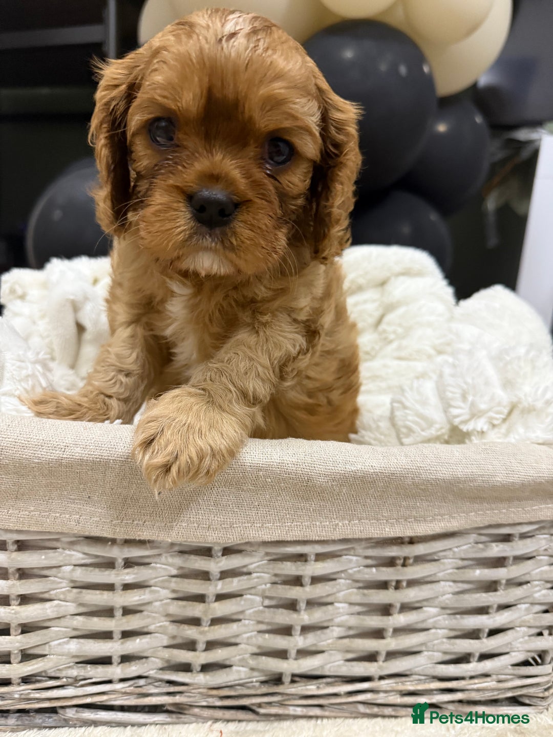 Cavalier King Charles Spaniel dogs for sale: ONE RUBY BOY LEFT Cavalier King Charles  - Image 16