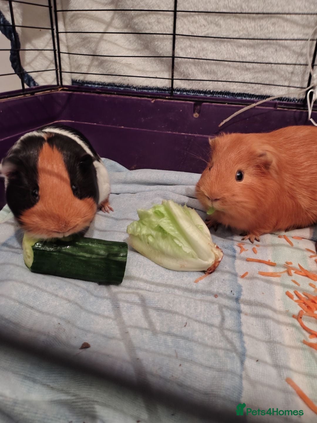 Guinea Pig rodents for sale: 2 male Gineau pigs  - Advert 2