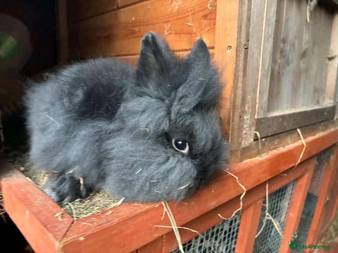 Lionhead rabbits for sale: Last 2 lionhead baby boys - Advert 16