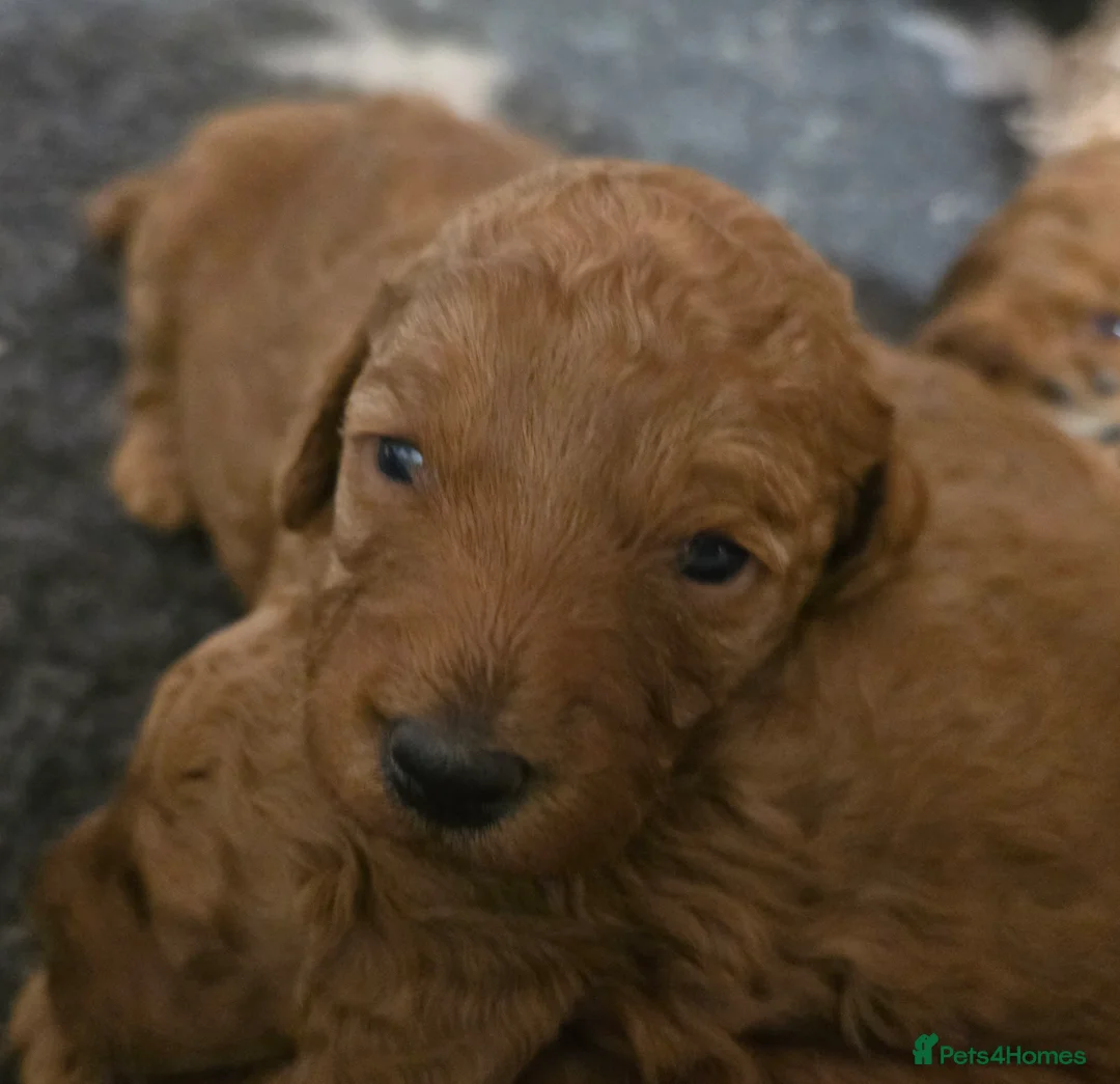 Labradoodle dogs for sale: Rare deep red labradoodles, absolutely stunning 😍 - Advert 3