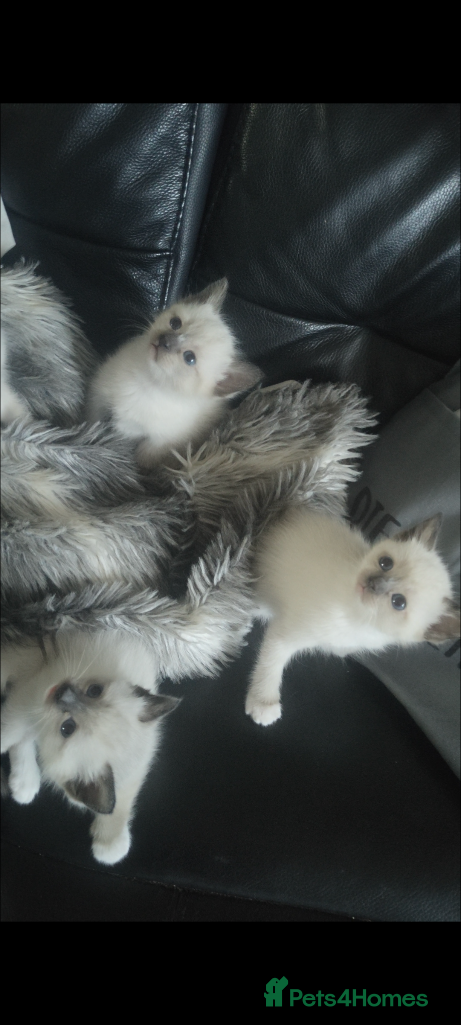 Siamese cats Crossed Siamese with Ragdol - Advert 2