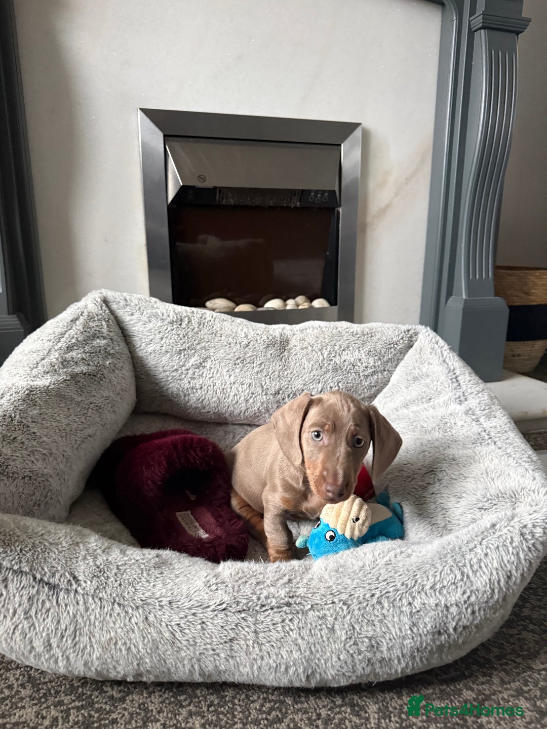 Miniature Dachshund dogs for sale: Isabella and tan boy  - Advert 3