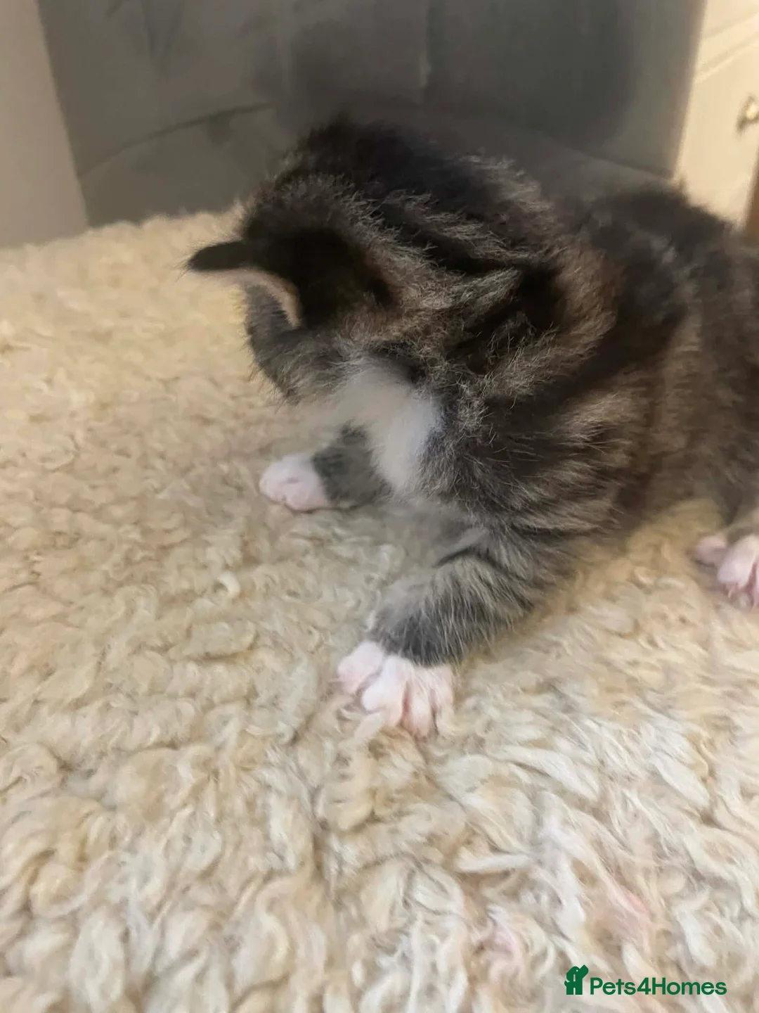 Bengal cats for sale: Part bengal kittens  - Advert 14