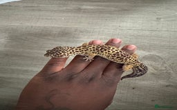 Corn Snake reptiles for sale: Leopard geckos snake for sale  in London - Image 4