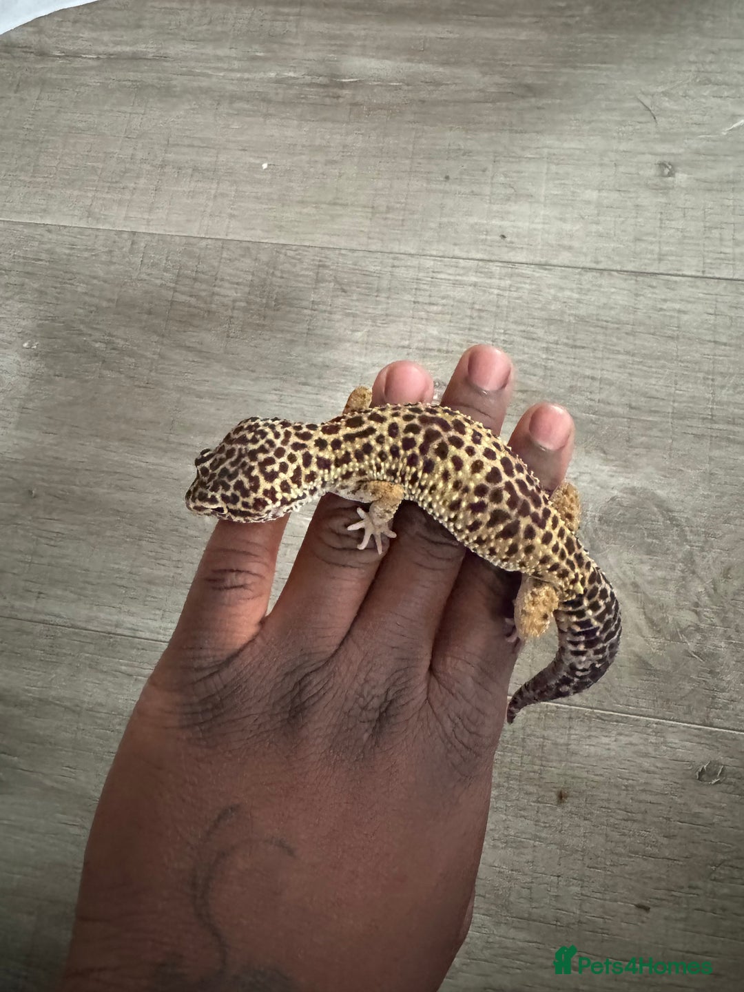 Corn Snake reptiles for sale: Leopard geckos snake for sale  in London - Image 4