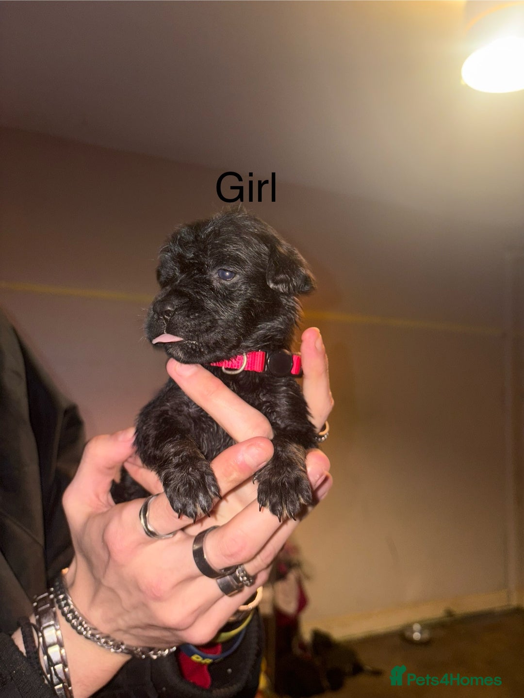 Mixed Breed dogs for sale: Rottweiler cross Staffie pups  - Advert 8